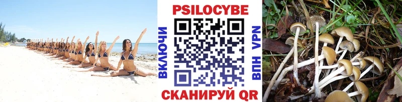 Купить где  Пошехонье  Псилоцибиновые грибы мухоморы 